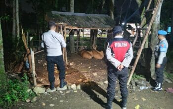 Dini Hari di Sekotong, Patroli Polisi Jaga Ternak Warga dari Kejahatan