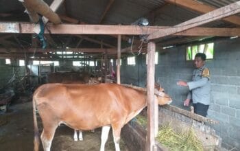 Sinergi Polri-Peternak Lombok Barat, Gempur PMK dengan Vaksinasi & Vitamin