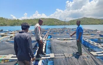 Dukung Ketahanan Pangan, Polsek Sekotong Terjun ke Budidaya Ikan Gili Gede