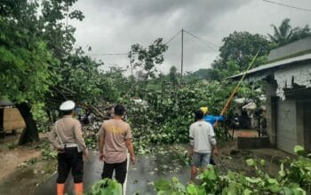Pohon Tumbang Blokade Jalan Raya Sekotong, Polisi Gerak Cepat!