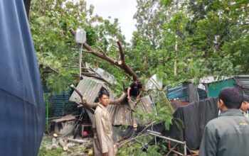 Pohon Tumbang Timpa Rumah Warga, Polsek Batulayar Gerak Cepat Evakuasi