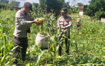 Sinergi Polri dan Petani, Panen Jagung Bersama di Bagik Polak