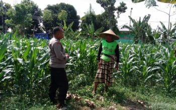 Polsek Labuapi Giat Sambang Desa, Petani Jagung Termotivasi