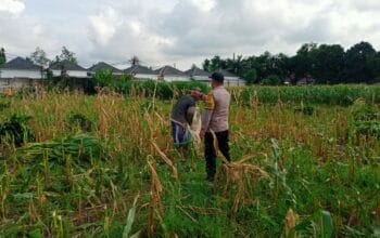 Bhabinkamtibmas Labuapi Dorong Petani Tanam Kembali Jagung