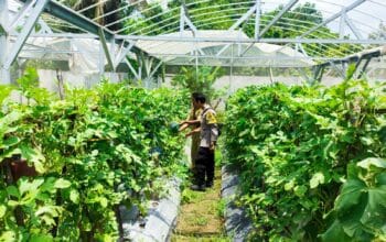 P2B di Labuapi, Warga Panen Sayur dan Buah di Pekarangan