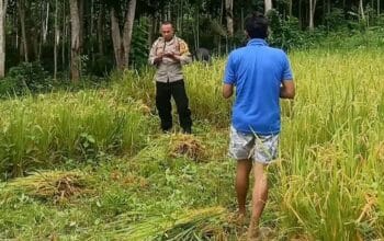 Polisi Kawal Panen Petani Desa Taman Baru Sekotong