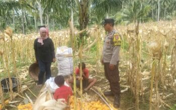 Polri dan Petani Bersinergi, Bhabinkamtibmas Pantau Langsung Panen Jagung di Sekotong