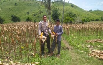 Sinergi Polri dan Petani di Lombok Barat Bhabinkamtibmas Kawal Panen Jagung Demi Ketahanan Pangan