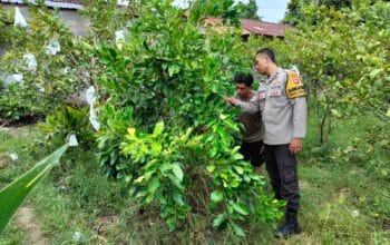 Sinergi Unik Polisi dan Petani Labuapi, Wujudkan Ketahanan Pangan!
