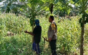 Turun ke Sawah! Bhabinkamtibmas Motivasikan Petani Jagung di Lombok