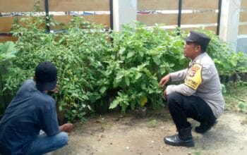 LABUAPI, LOMBOK BARAT – Upaya menjaga dan meningkatkan ketahanan pangan nasional terus digencarkan oleh berbagai pihak, termasuk jajaran kepolisian. Bhabinkamtibmas Desa Labuapi, Aipda I Nym. Wiryadana, terjun langsung ke lahan sawah warga di Dusun Labuapi Utara, Desa Labuapi, Kecamatan Labuapi, Lombok Barat, pada Senin (10/03/2025) untuk bersilaturahmi dan berdiskusi mengenai pentingnya program ketahanan pangan. Kegiatan yang berlangsung mulai pukul 08.30 Wita ini bertujuan untuk mempererat tali silaturahmi antara Bhabinkamtibmas dengan para petani, sekaligus memberikan dorongan serta motivasi agar masyarakat lebih aktif memanfaatkan lahan dan pekarangan mereka untuk bercocok tanam. Kapolsek Labuapi, Ipda I Nyoman Rudi Santosa, menegaskan bahwa kegiatan yang dilakukan oleh Bhabinkamtibmas merupakan wujud nyata dukungan Polri terhadap program pemerintah dalam bidang ketahanan pangan. “Bhabinkamtibmas memiliki peran penting sebagai penggerak dan pendorong masyarakat, khususnya para petani, untuk turut serta menyukseskan program ketahanan pangan nasional. Melalui kegiatan silaturahmi ini, diharapkan tercipta sinergitas yang kuat antara Polri dan masyarakat dalam mewujudkan kemandirian pangan,” ujar Ipda I Nyoman Rudi Santosa. Bhabinkamtibmas Ajak Petani Manfaatkan Lahan Pekarangan Dalam kegiatan silaturahmi tersebut, Aipda I Nym. Wiryadana secara langsung mengajak para petani untuk memanfaatkan lahan sawah maupun pekarangan di sekitar rumah mereka untuk ditanami berbagai jenis tanaman pangan. Jenis tanaman yang direkomendasikan antara lain jagung, padi, cabai, sayuran, dan buah-buahan. Inisiatif ini sejalan dengan program pemerintah yang mendorong diversifikasi pangan dan pemanfaatan sumber daya lokal untuk memenuhi kebutuhan pangan masyarakat. “Kami dari kepolisian siap mendukung penuh program pemerintah terkait ketahanan pangan. Kami berharap para petani di Desa Labuapi ini dapat lebih optimal dalam memanfaatkan lahan yang ada. Tidak hanya lahan sawah, pekarangan rumah pun bisa dimanfaatkan untuk menanam tanaman yang produktif dan bergizi,” jelas Aipda I Nym. Wiryadana kepada para petani. Dukungan Masyarakat dan Kerjasama yang Erat Kegiatan silaturahmi yang dilakukan oleh Bhabinkamtibmas Desa Labuapi ini mendapatkan respon positif dari masyarakat petani. Terjalin hubungan yang semakin erat antara Bhabinkamtibmas dengan warga, yang tidak hanya bermanfaat dalam mendukung program ketahanan pangan, tetapi juga dalam menjaga keamanan dan ketertiban masyarakat (Harkamtibmas). Kehadiran Bhabinkamtibmas di tengah-tengah petani ini diharapkan dapat menjadi motivasi tambahan bagi masyarakat untuk lebih giat lagi dalam bercocok tanam dan berkontribusi pada program ketahanan pangan nasional. Kerjasama yang baik antara Polri dan masyarakat merupakan kunci penting dalam mewujudkan Indonesia yang mandiri dan berdaulat dalam bidang pangan.