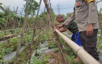 Bhabinkamtibmas Dukung Ketahanan Pangan, Warga Kuranji Dalang Termotivasi
