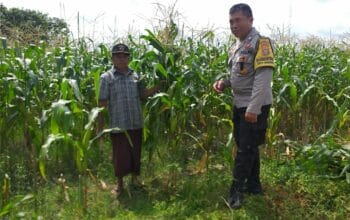 Lahan RRI Disulap Jadi Lumbung Pangan Masyarakat di Kuripan