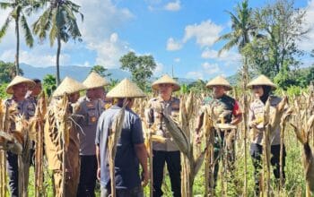 Kapolres Lombok Barat Hadiri Panen Raya Jagung, Sinergi Polri dan Petani Jaga Ketahanan Pangan