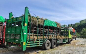 Kepedulian Polres Lombok Barat: Bantu Air Bersih Ternak Sapi di Tengah Antrean