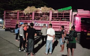 Pengamanan Ketat Pemuatan Truk Ternak Sapi di Pelabuhan Lembar