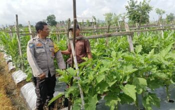 Bhabinkamtibmas Beleka Aktif Dampingi Petani Wujudkan Ketahanan Pangan