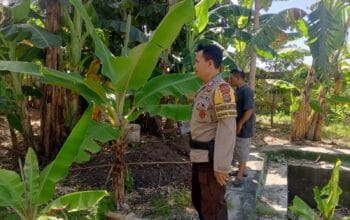 Program Ketahanan Pangan Desa Terong Tawah: Peran Bhabinkamtibmas dalam Pengecekan Lahan dan Pemantauan Harga