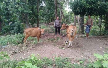 Monitoring Peternakan dan Ketahanan Pangan, Inisiatif Polsek Batulayar