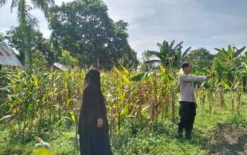 Polres Lombok Barat Dorong Produktivitas Jagung Lewat Pendampingan Petani