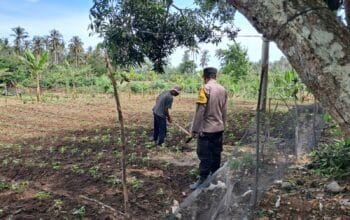 DDS Polsek Sekotong Dorong Pemanfaatan Lahan Pertanian Warga