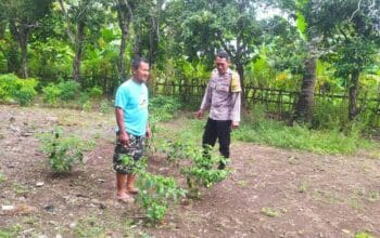 Dukung Ketahanan Pangan, Polisi Edukasi Warga Sekotong Tanam Cabai
