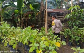 Pemuda Kuripan Utara Sulap Pekarangan Jadi Kebun Pangan Mandiri