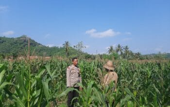 Kunjungan Humanis Bhabinkamtibmas ke Petani Jagung di Sekotong Timur