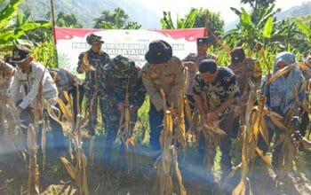 Panen Raya Jagung Serentak di Batulayar, Langkah Nyata Wujudkan Swasembada Pangan 2025 (5)