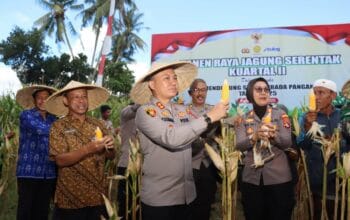 Dukungan Penuh Polri dan Pemda dalam Panen Raya Jagung NTB