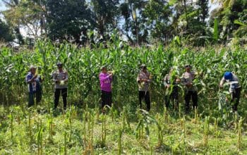 Dukung Ketahanan Pangan, Polri Hadir dalam Panen Raya Jagung NTB