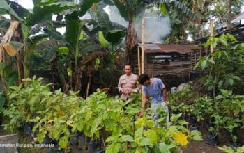 Pemuda Pesongoran Bergerak Wujudkan Kemandirian Pangan