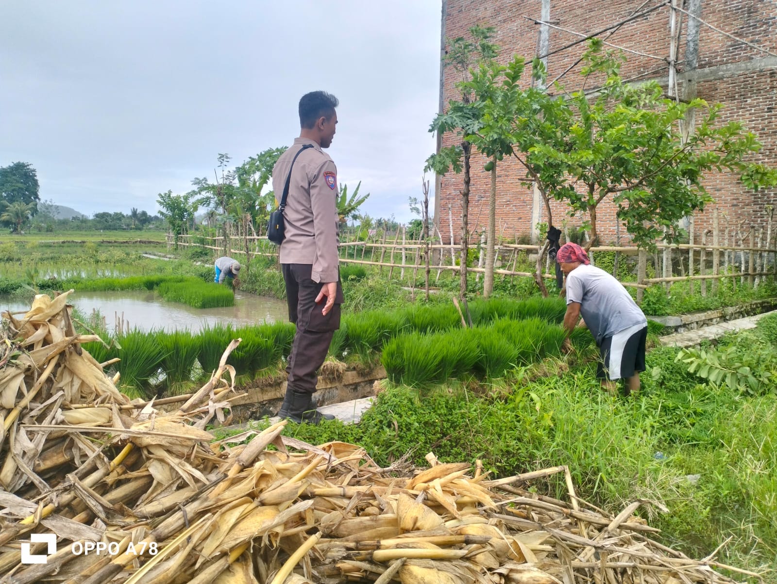 Polri Pantau Langsung Tanam Padi di Desa Lelede, Lombok Barat