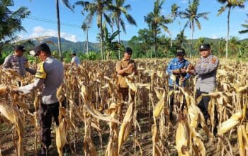 Polsek Gerung Aktif Dukung Rantai Pasok Pertanian