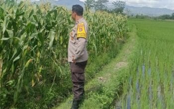 Mitra Tani: Peran Polisi dalam Mewujudkan Pangan Mandiri
