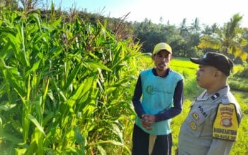 pertanian, polisi, jagung, Mareje, Lembar, pangan, petani, desa, keamanan, panen