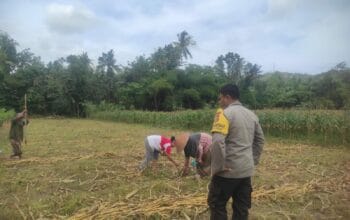 Ketahanan Pangan Banyumulek: Polisi Aktif Dampingi Petani Jagung
