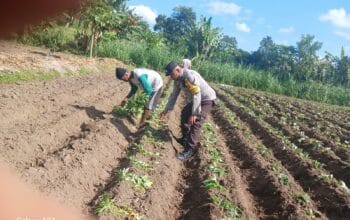 Polsek Gerung Dorong Ketahanan Pangan Melalui Pendampingan Petani di Giri Tembesi