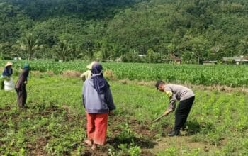 Sinergi Polisi-Warga Kuripan, Ketahanan Pangan Dimulai dari Pekarangan