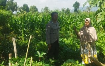 Pendekatan Humanis Polri di Sawah Karang Kuripan: Wujudkan Pangan Aman