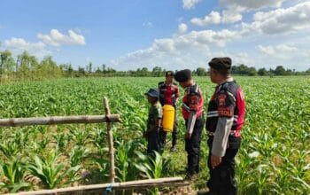 Polres Lombok Barat Dukung Petani Jagung di Desa Dasan Geres