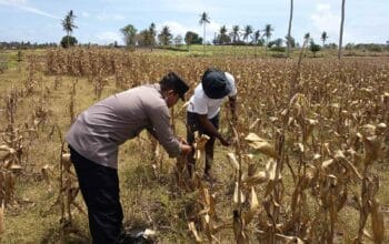 Polri Dampingi Petani Kedaro Sinergi Ketahanan Pangan di Lombok Barat