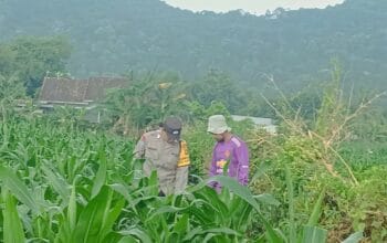 Polsek Lembar Dorong Ketahanan Pangan Lewat Pendampingan Petani Desa Babussalam