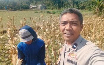 Sinergi Polri dan Petani Jagung Eyat Mayang Perkuat Ketahanan Pangan Nasional