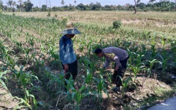 Sinergi Polri dan Petani, Optimalisasi Lahan Kosong di Dusun Jogot untuk Ketahanan Pangan