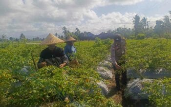 Sinergi Polri dan Warga Dusun Pelulan Wujudkan Ketahanan Pangan Keluarga