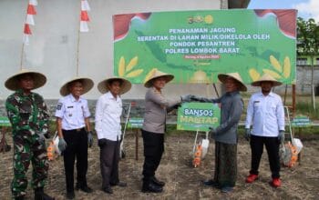 Polres Lombok Barat dan Ponpes Manbaul Ulum Tanam Jagung Serentak di Mesanggok