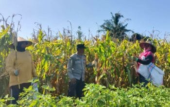 Sinergi Polisi dan Petani di Dusun Bila Tepung Hasilkan Panen Jagung Melimpah