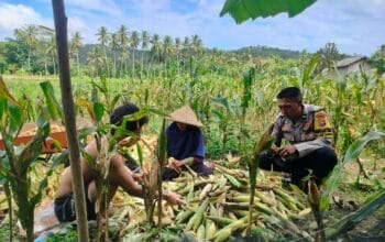 Polisi Sambangi Petani Jagung di Eyat Mayang Lembar, Dorong Ketahanan Pangan Lokal