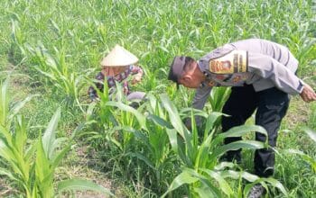 Sinergi Polisi dan Petani Bhabinkamtibmas Kuripan Galakkan Pemanfaatan Pekarangan Rumah